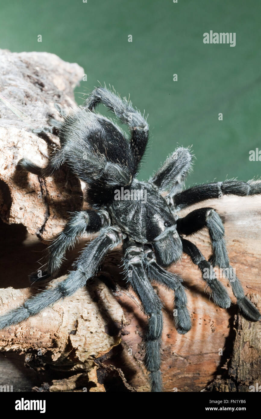 Brazilian Black Tarantula Spider (Grammostola pulchra).  Silken thread covered environs of home cavity, top left. Head, bottom. Stock Photo