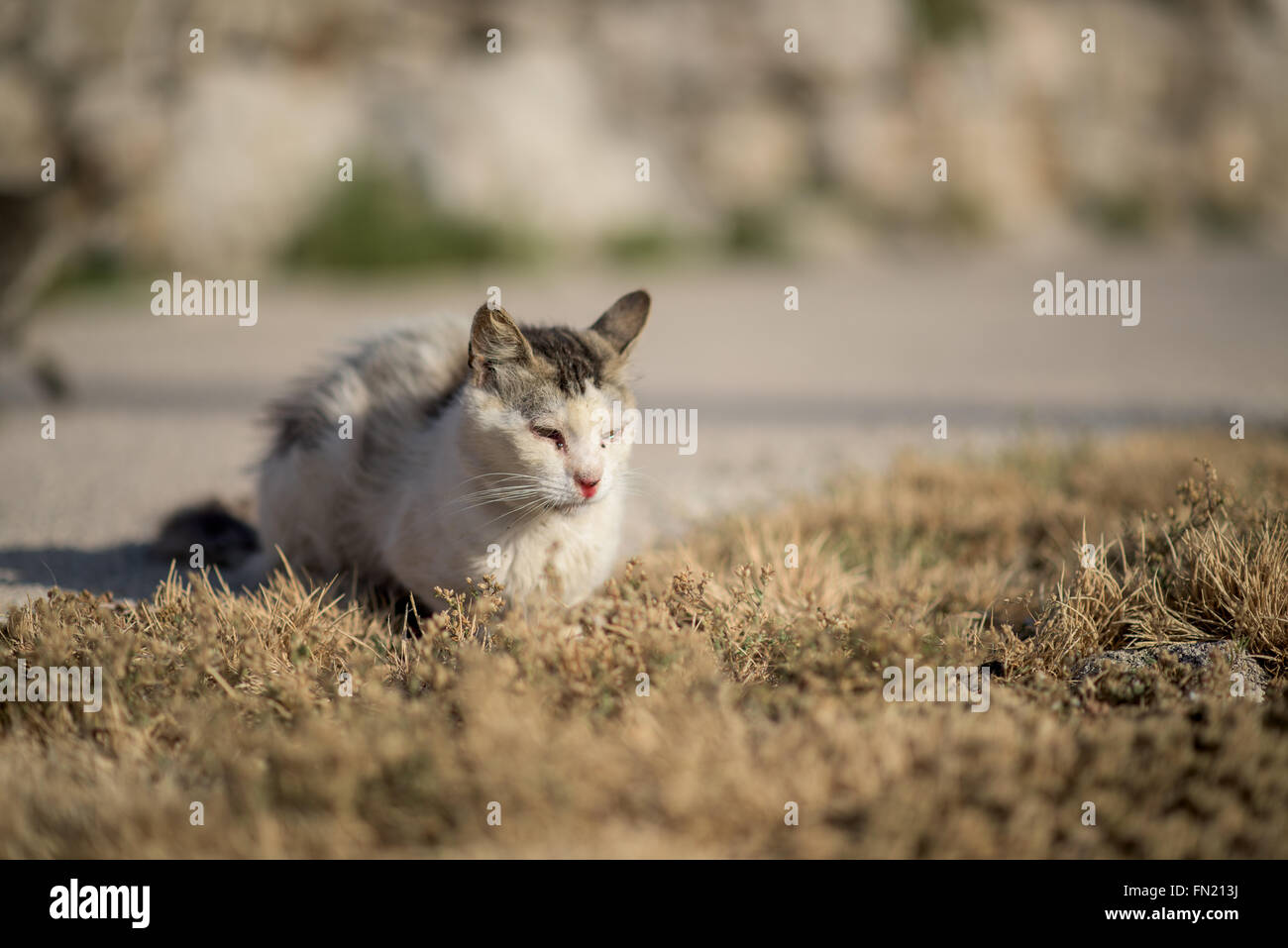 Sick stray cat on lying on the grass Stock Photo Alamy