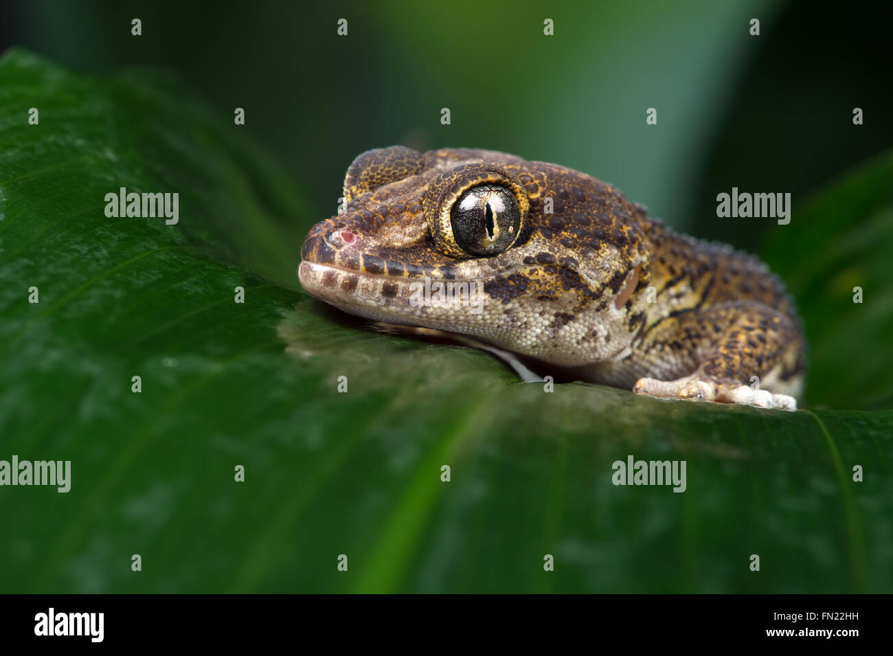 Madagascan Ground Gecko (Paroedura Pictus) Stock Photo