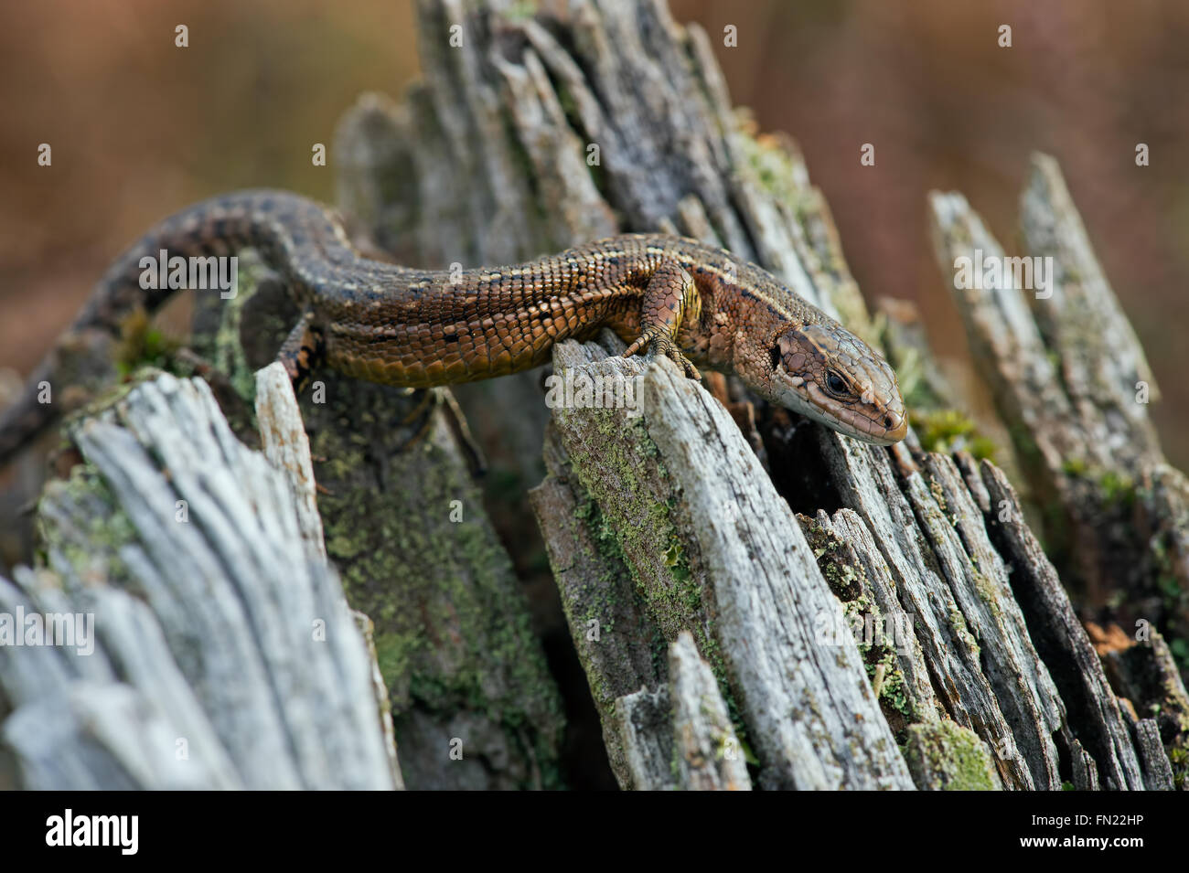 Viviparous Lizard (Zootoca Vivipara) Stock Photo