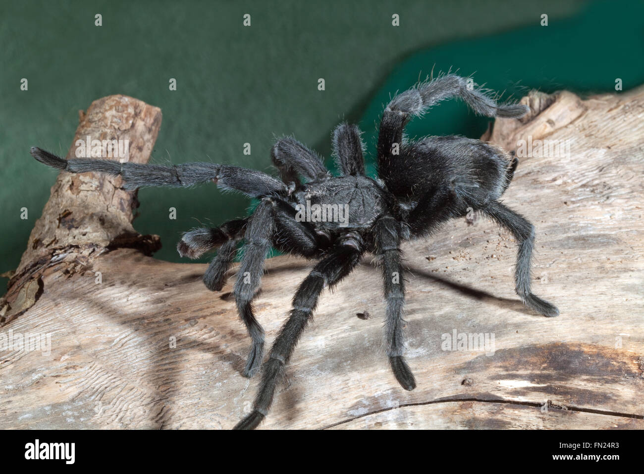 Brazilian Black Tarantula Spider (Grammostola pulchra). Raising a foreleg, indicative of an apprehensive, warning, posture. Stock Photo