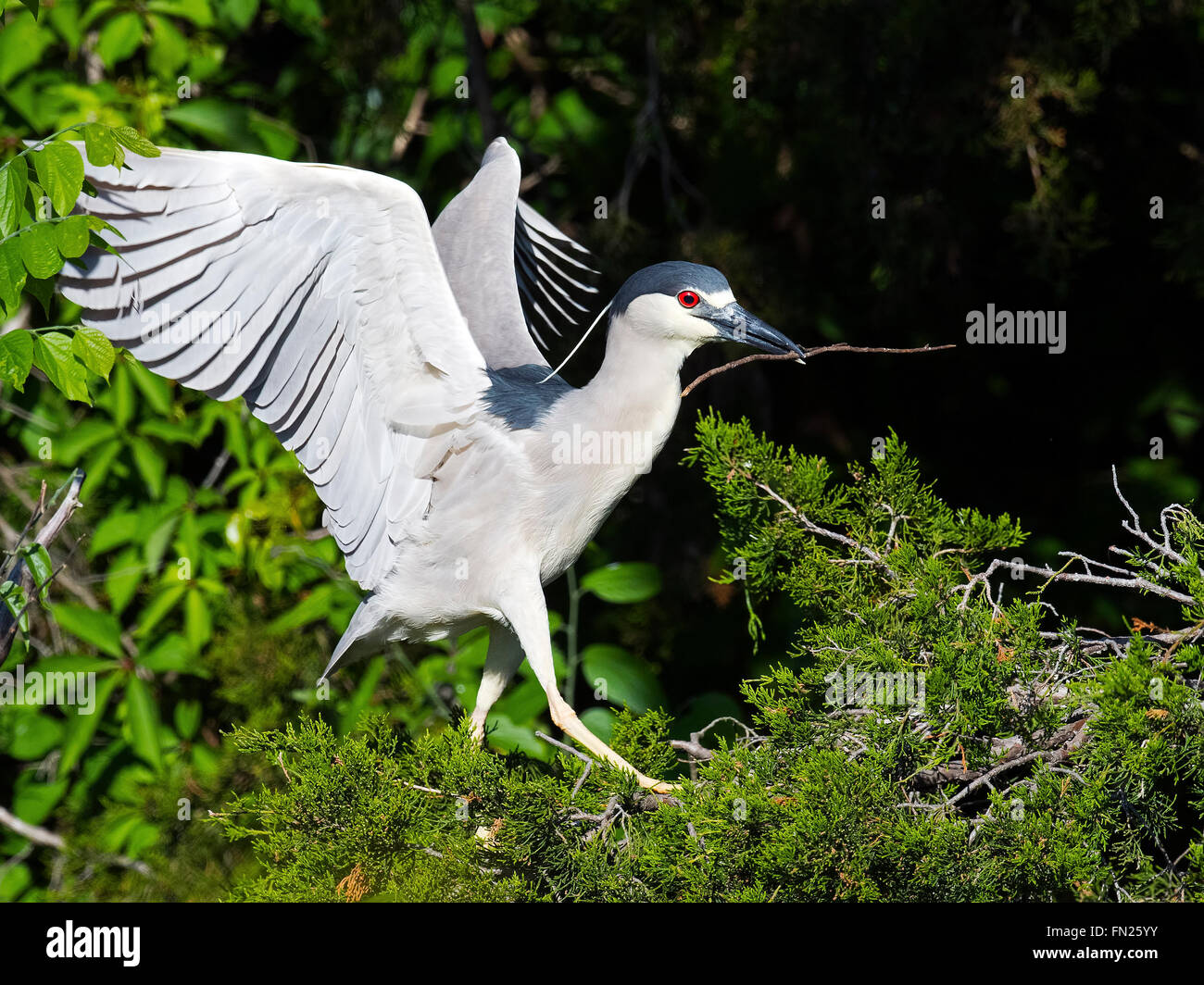 Black-crowned Night Heron Carrying Sticks to Nest Stock Photo