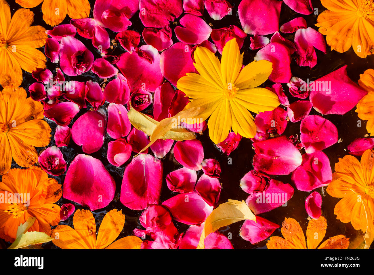 Flowers of india hi-res stock photography and images - Alamy