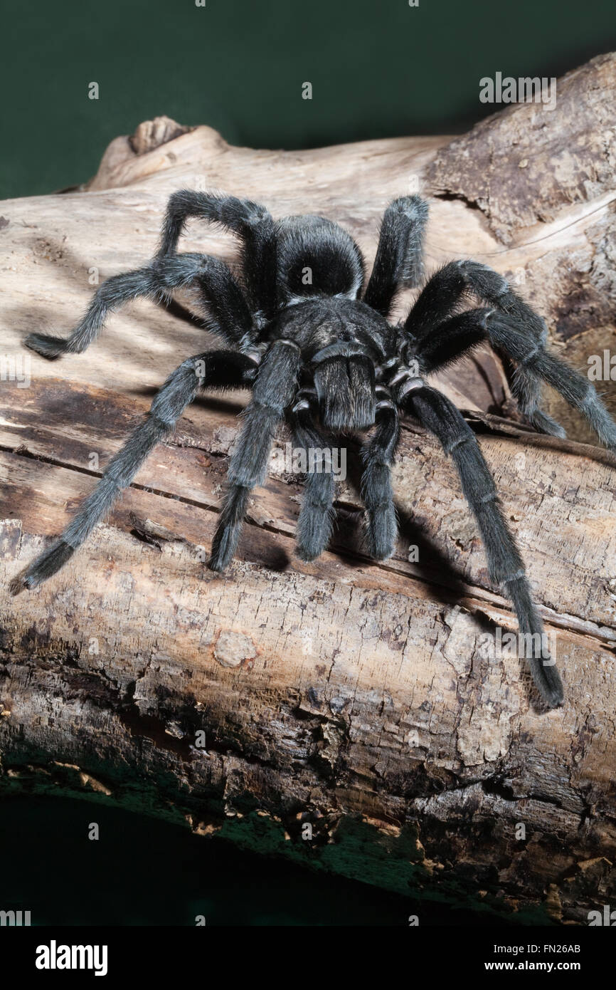 Brazilian Black Tarantula Spider (Grammostola pulchra). Stock Photo