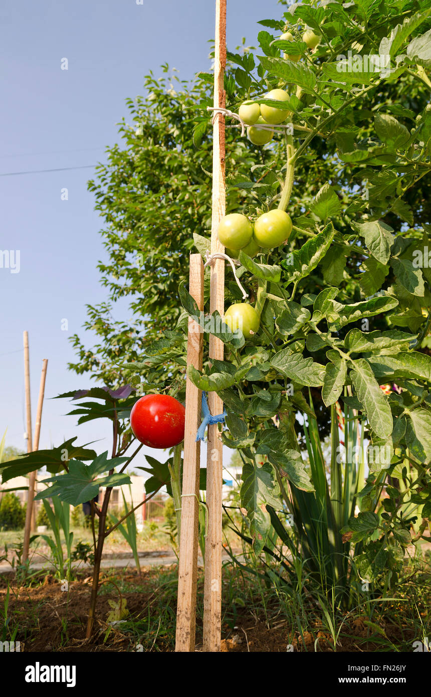 Green tomatoes growing on branches in the garden Stock Photo - Alamy