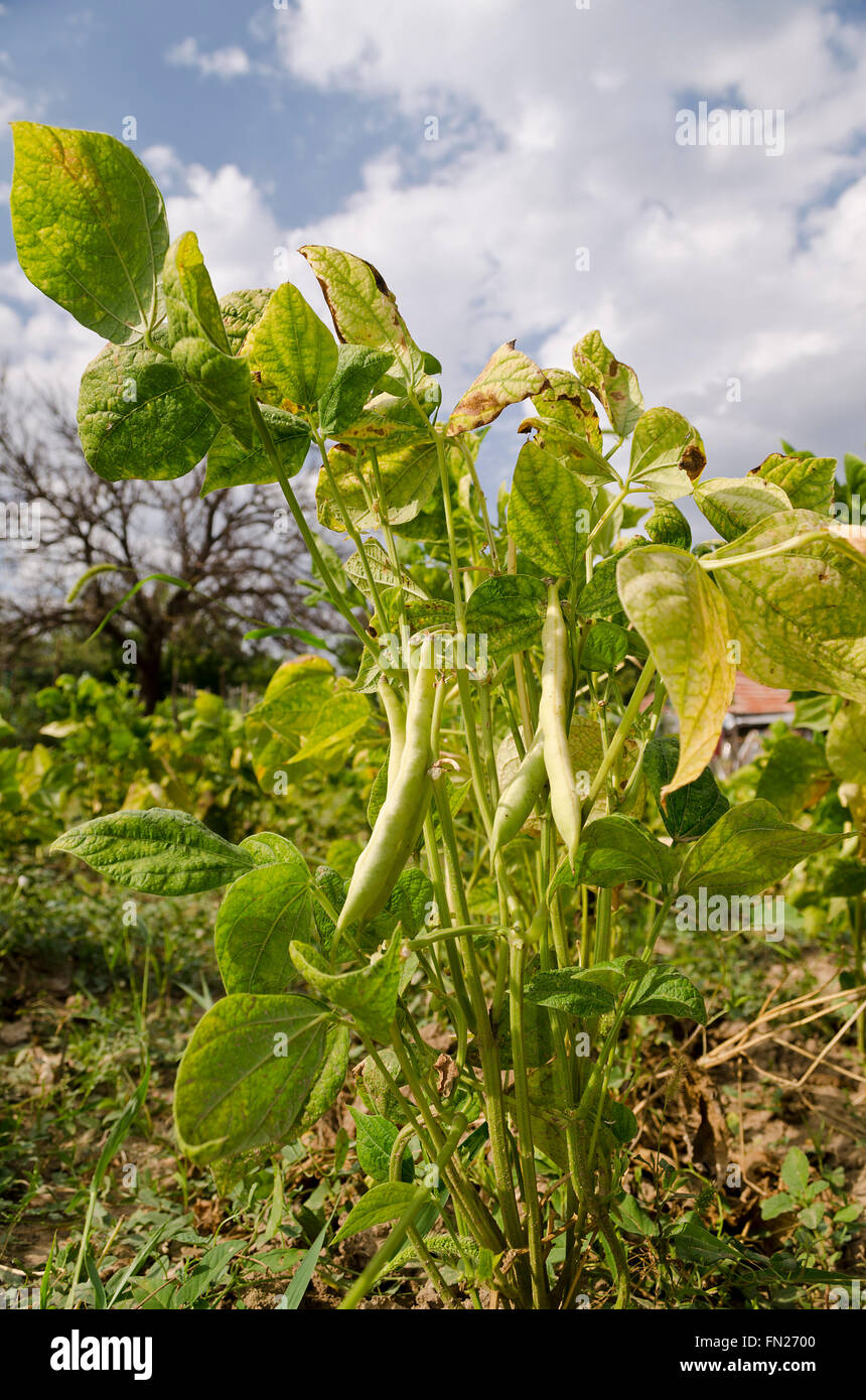 Yellow bean growing on vegetable bed in the summer Stock Photo