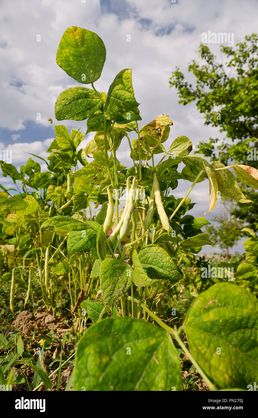 Yellow bean growing on vegetable bed in the summer Stock Photo