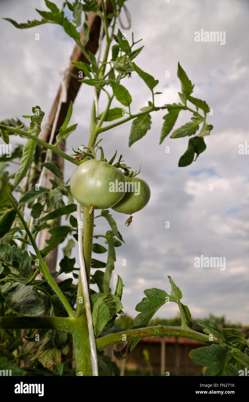 Green tomatoes growing on branches in the garden Stock Photo - Alamy
