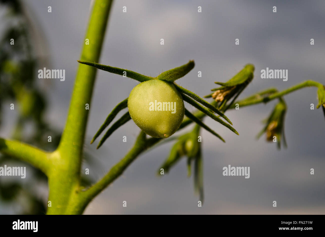 Green tomatoes growing on branches in the garden Stock Photo