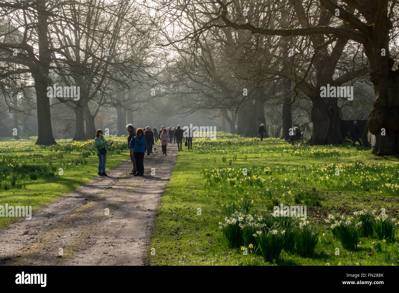 Madresfield, Worcestershire, UK Sunday 13th March 2016. UK Weather:   Crowds enjoy the sunshine to visit the Daffodill display at Madresfield Court open for the annual Daffodill Sunday.  All the proceeds go to the local churches. Credit:  Ian Thwaites/Alamy Live News Stock Photo