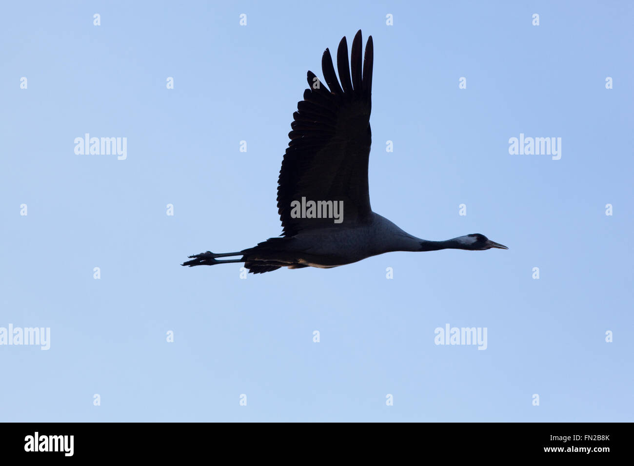 Common or Eurasian Crane (Grus grus).  Direct flight. Near silhouette. Broadland. Norfolk. UK. Stock Photo