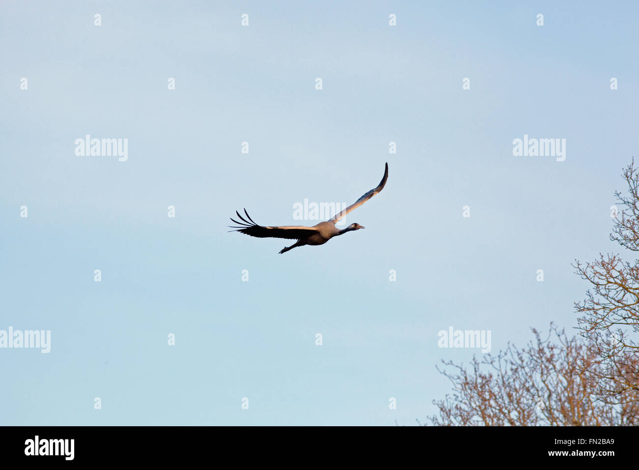 Common or Eurasian Crane (Grus grus).  Approaching flight. Negotiating tree tops. Broadland. Norfolk. UK. Stock Photo