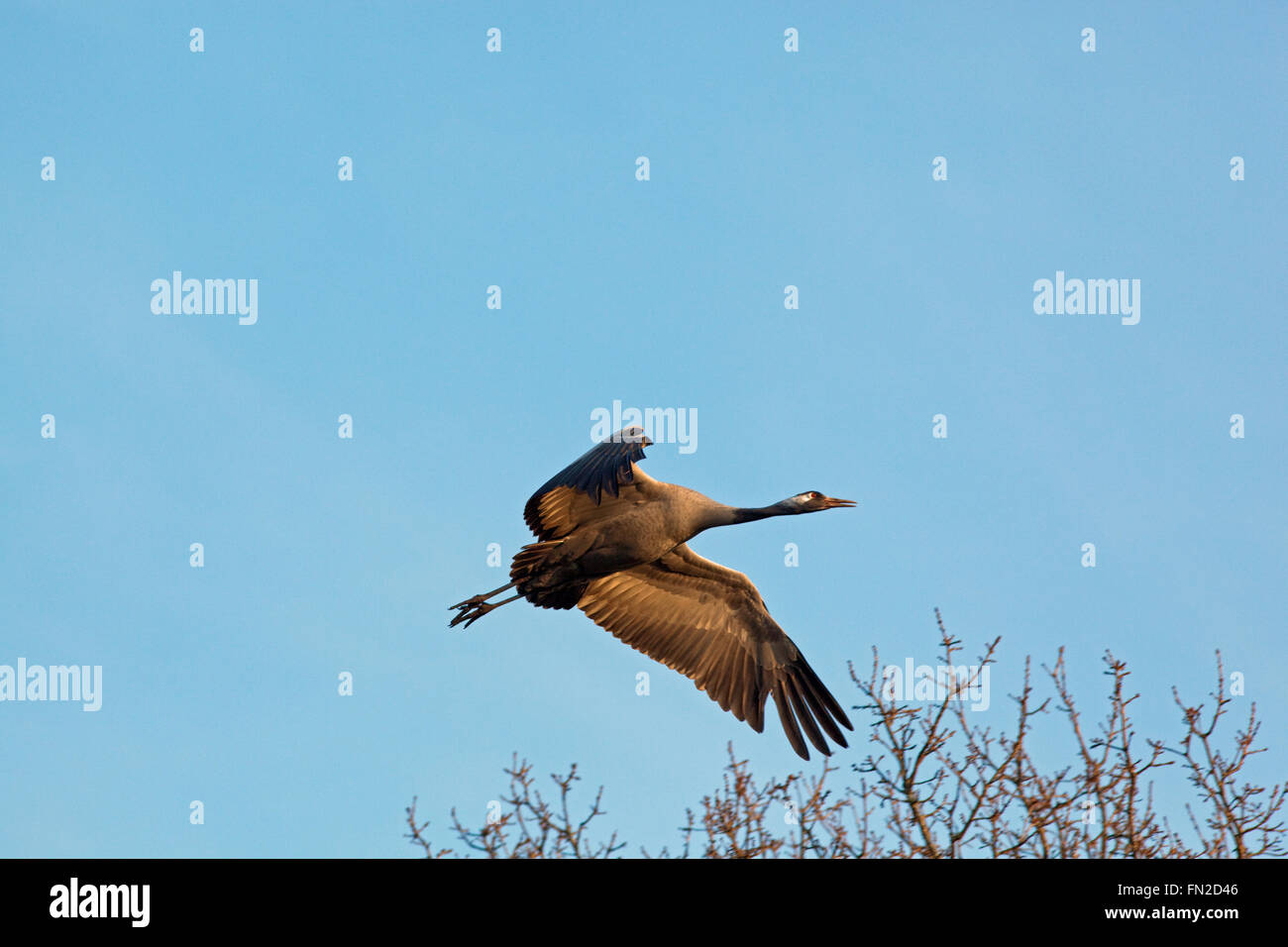 Common or Eurasian Crane (Grus grus).  Approaching flight. Negotiating tree tops. Broadland. Norfolk. UK. Stock Photo