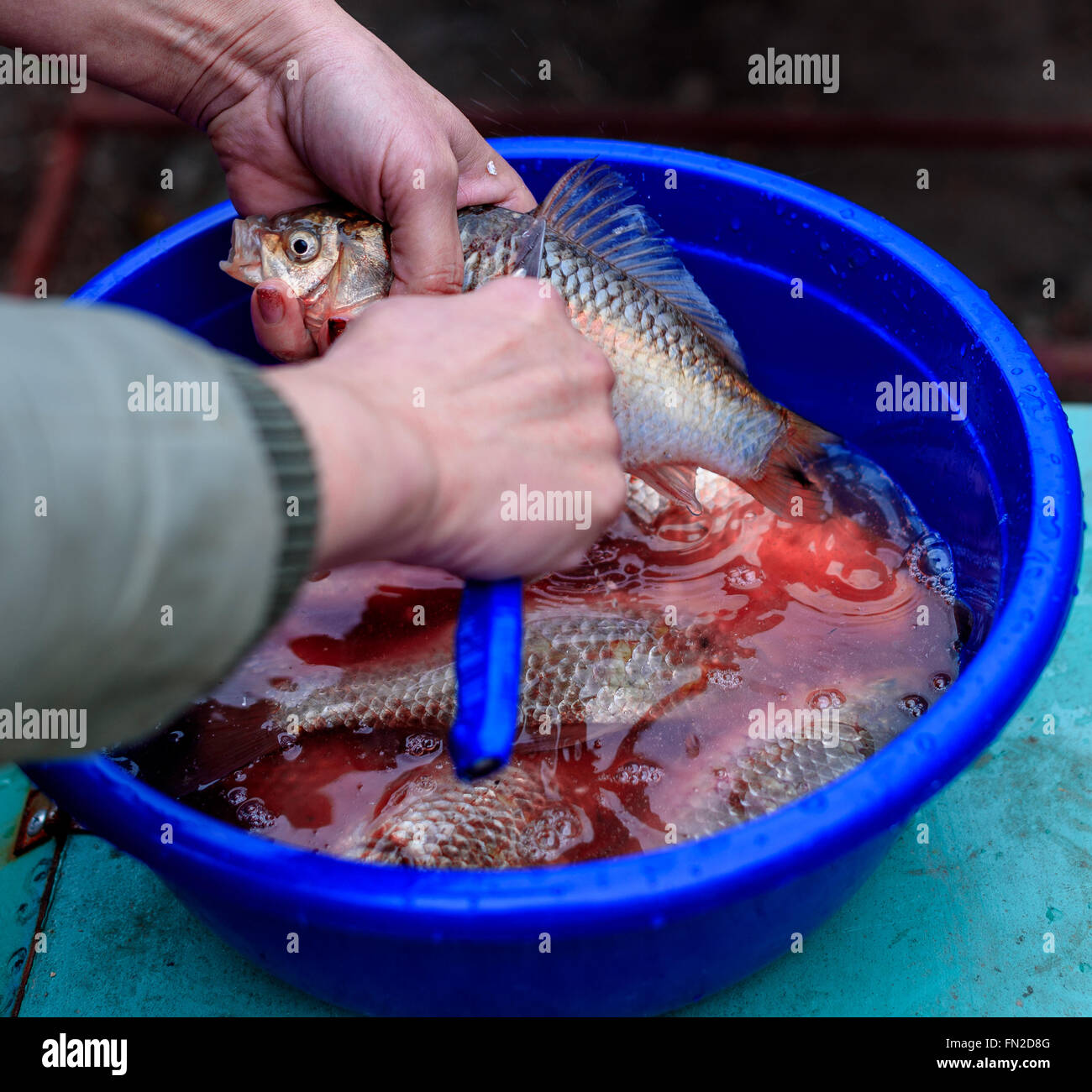 Cleaning fish on the scales and guts Stock Photo Alamy
