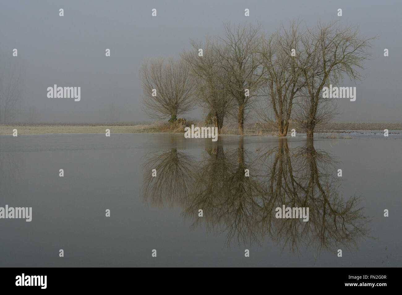 Flooded farmland with solitary trees on a typical ice cold misty winter morning at Lower Rhine Region, Germany. Stock Photo