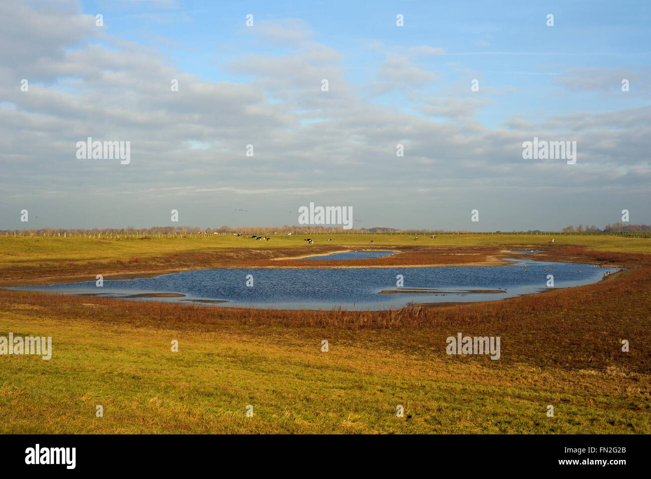 Flood plain, Bislicher Island, Germany, an international conserved resting place, nature reserve for thousands of arctic birds. Stock Photo