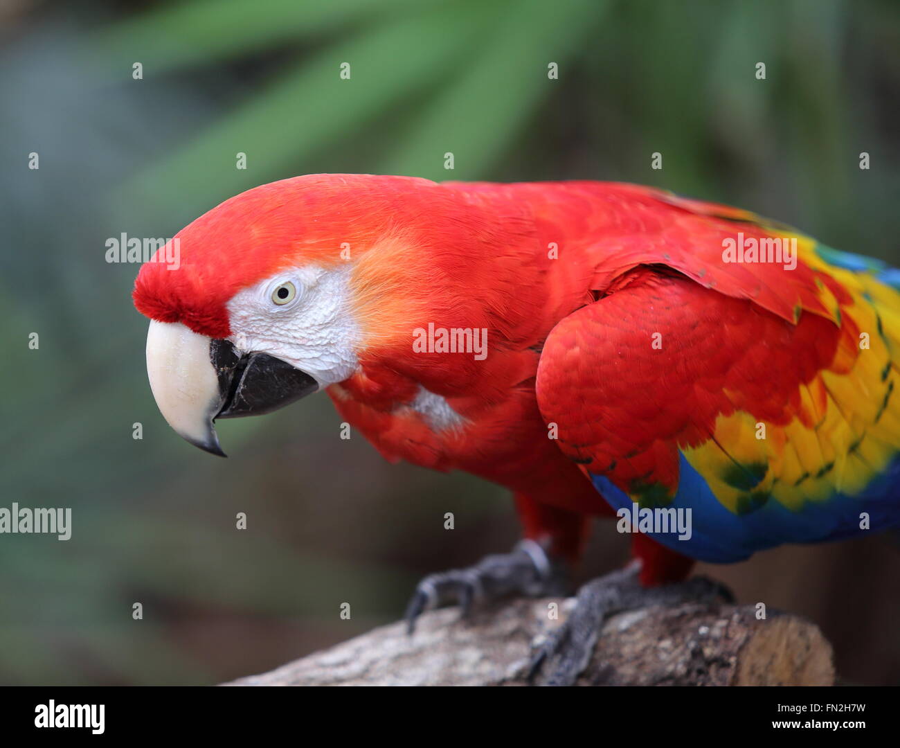Scarlet red macaw on a branch Stock Photo