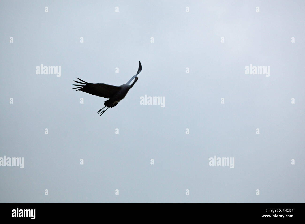 Common or Eurasian Crane (Grus grus).  Approaching flight. Broadland. Norfolk. UK. Stock Photo