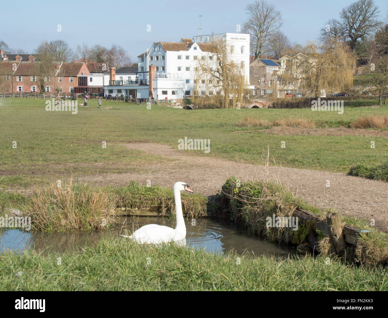 A swan swimming in a stream on Freeman's Common in Sudbury, Suffolk, England. Stock Photo