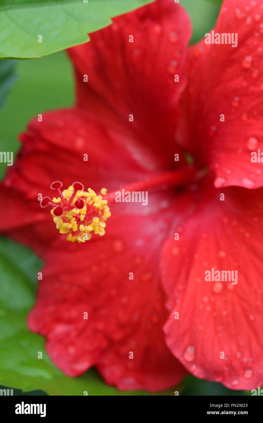 Big red hibiscus flower hi-res stock photography and images - Alamy