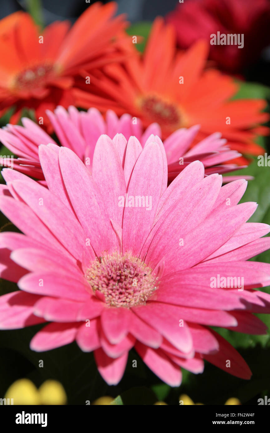 Pink Gerber Daisy Stock Photo
