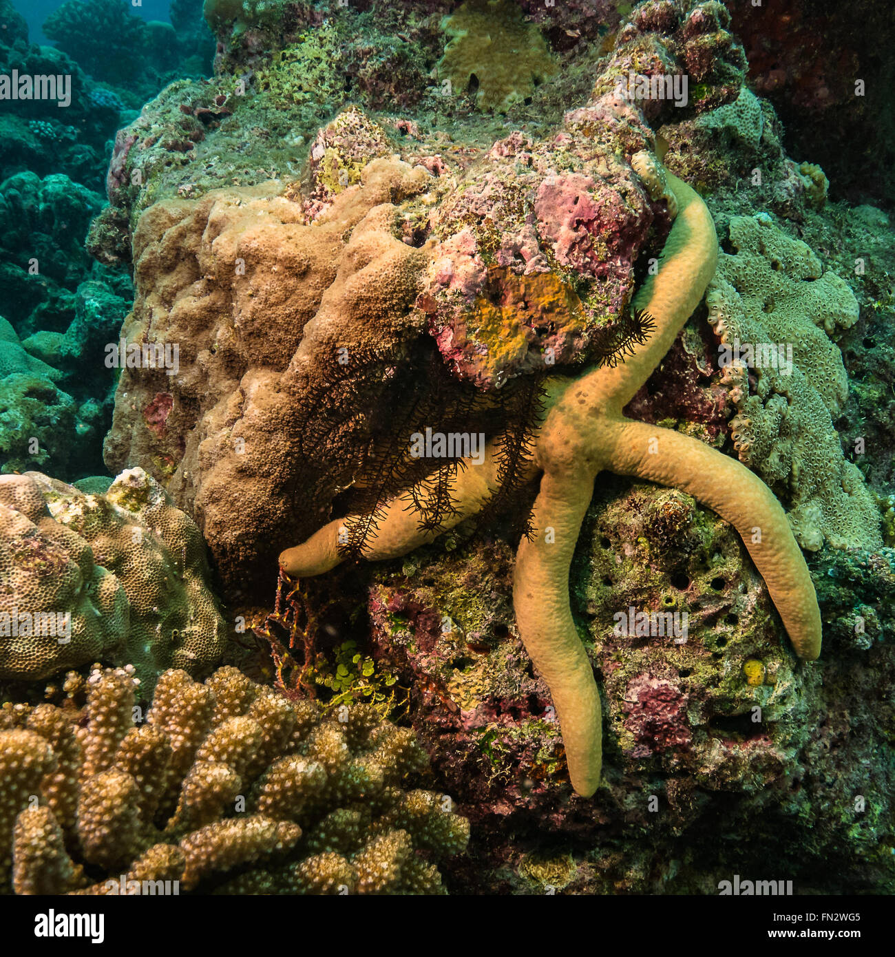 A starfish wraps its arms round a coral outcrop on a tropical reef in the Maldives Stock Photo