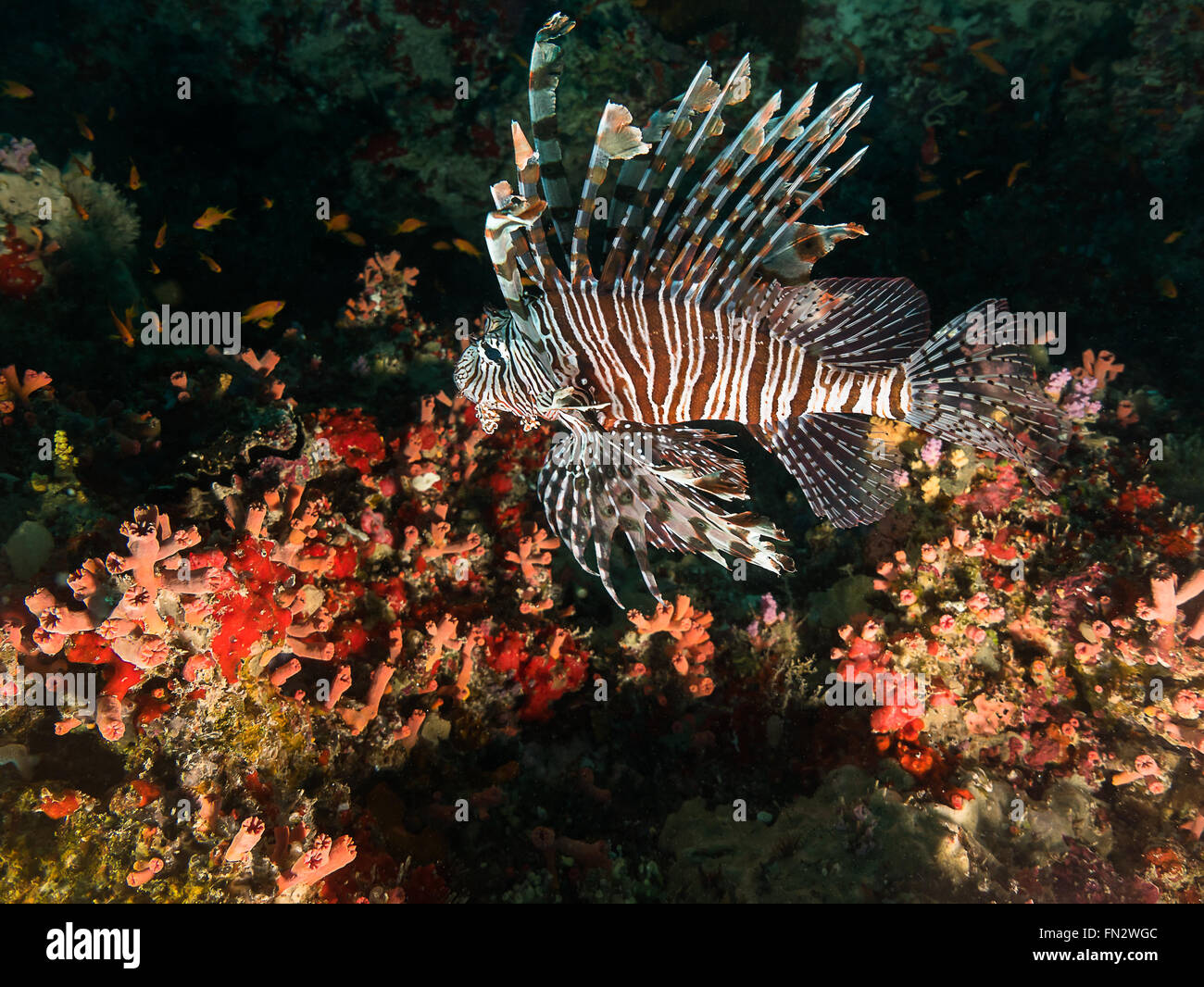 A lionfish hovers above an arc of hard and soft corals on a reef in the Maldives, small orange fish move through the coral below Stock Photo