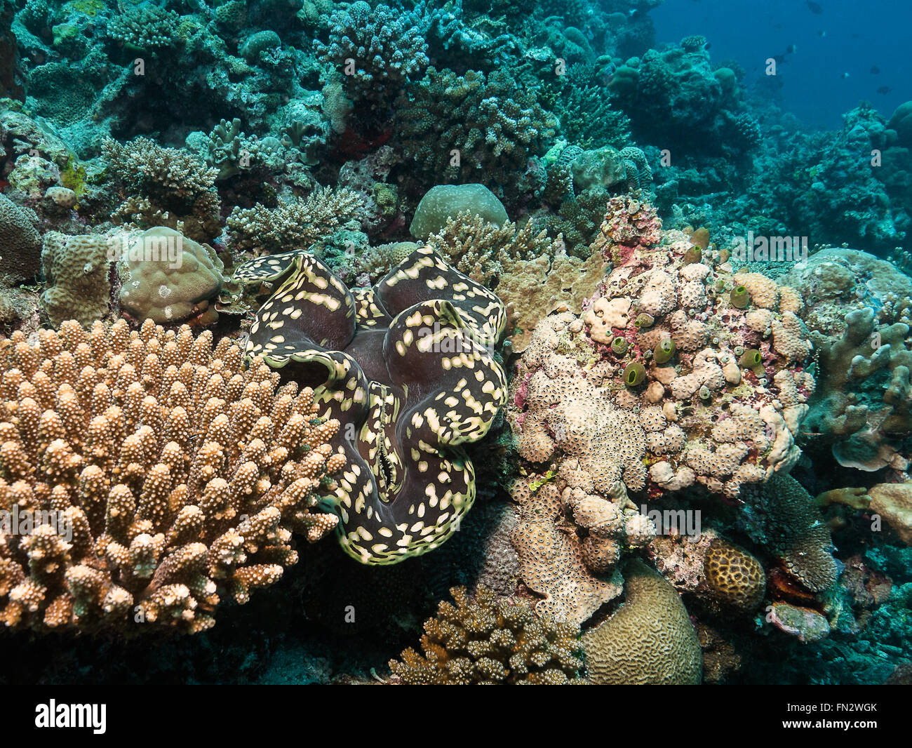 A giant clam, it's shell closed only its mottled yellow and brown mantle exposed wedged between two hard coral mounds one spiked the other knobbly Stock Photo