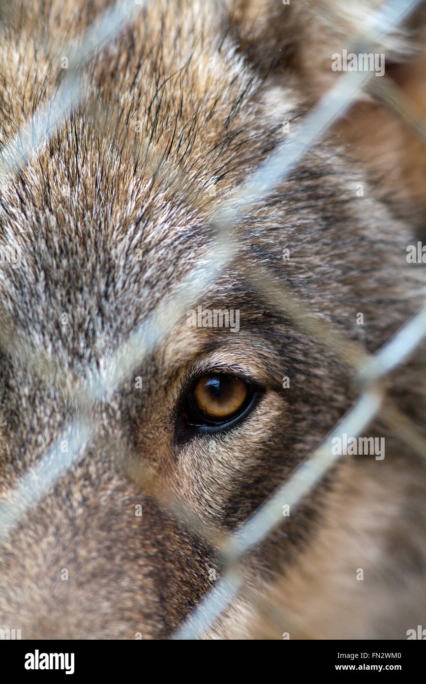 European Wolf (Canis lupus lupus). Close-up of head showing one eye through chain link netting. Stock Photo