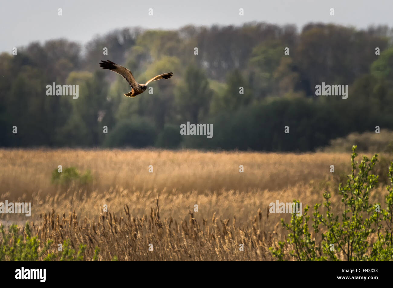Marsh Harrier hunting over the reed beds at RSB Minsmere, Suffolk