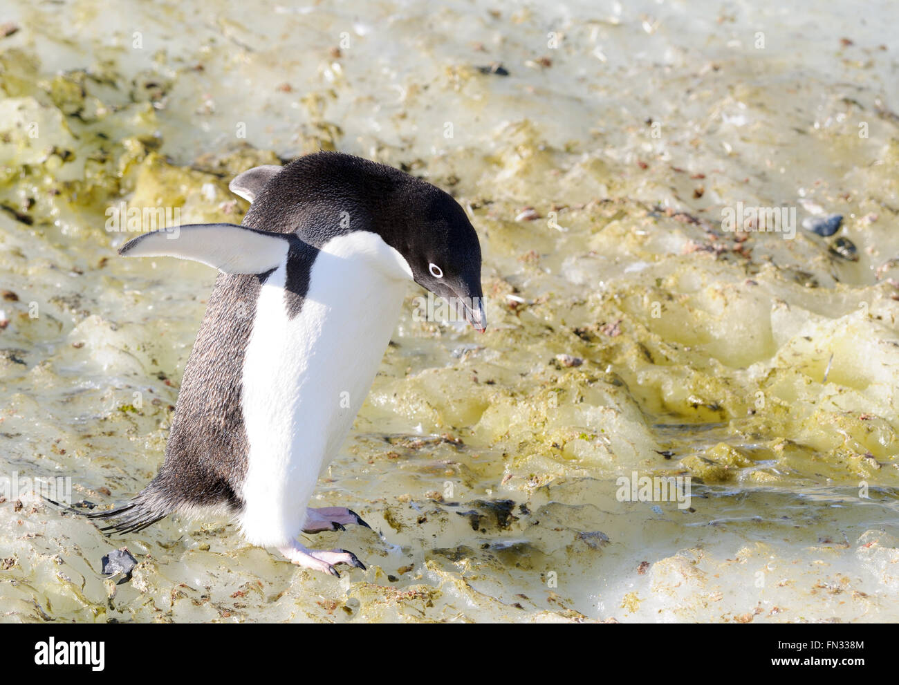 Adelie penguin hi-res stock photography and images - Alamy