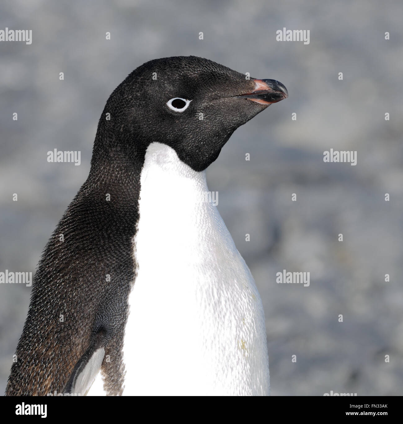Adelie Penguin High Resolution Stock Photography and Images - Alamy