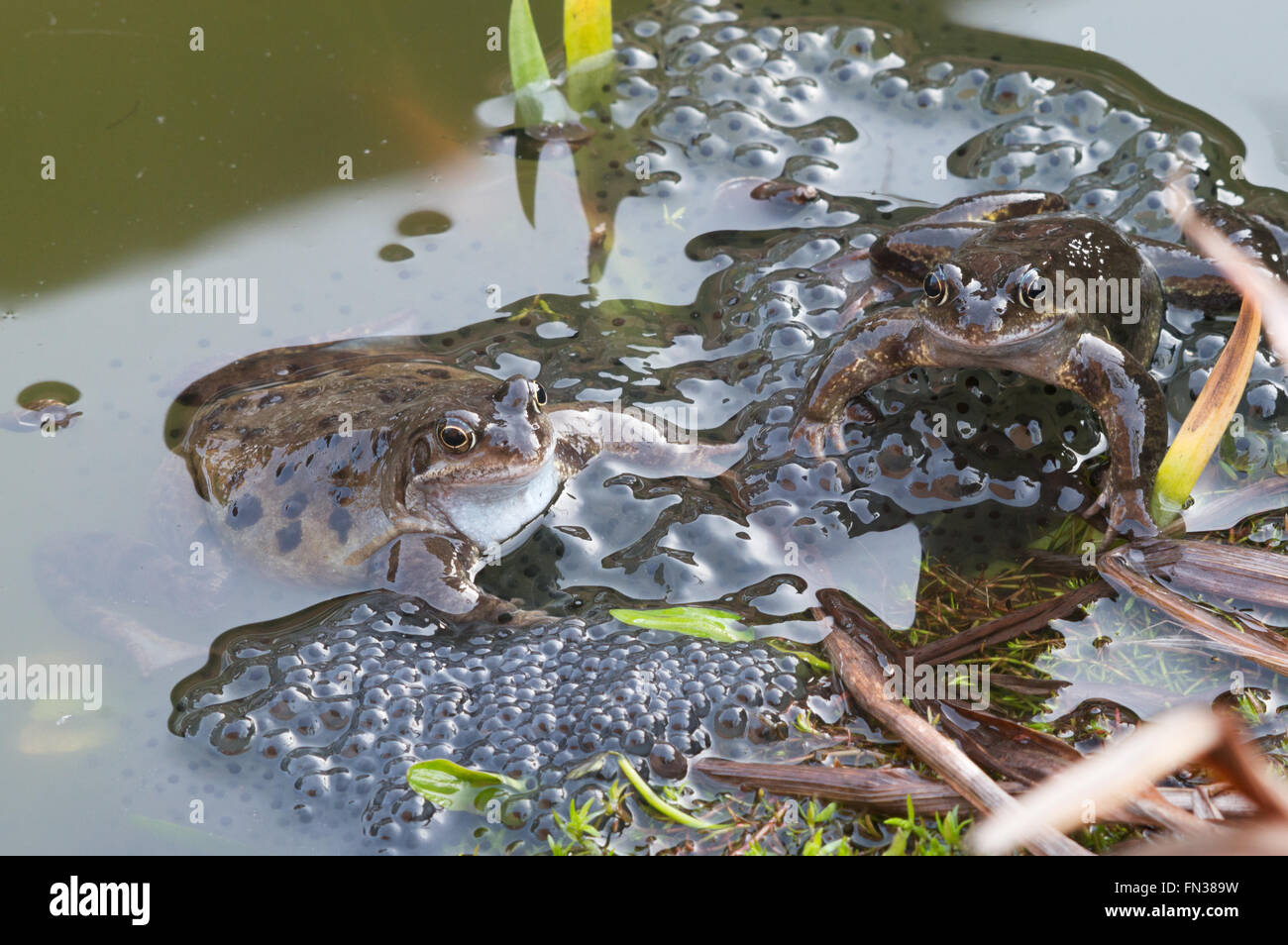 Frogs and frogspawn in garden pond, North East England, UK Stock Photo