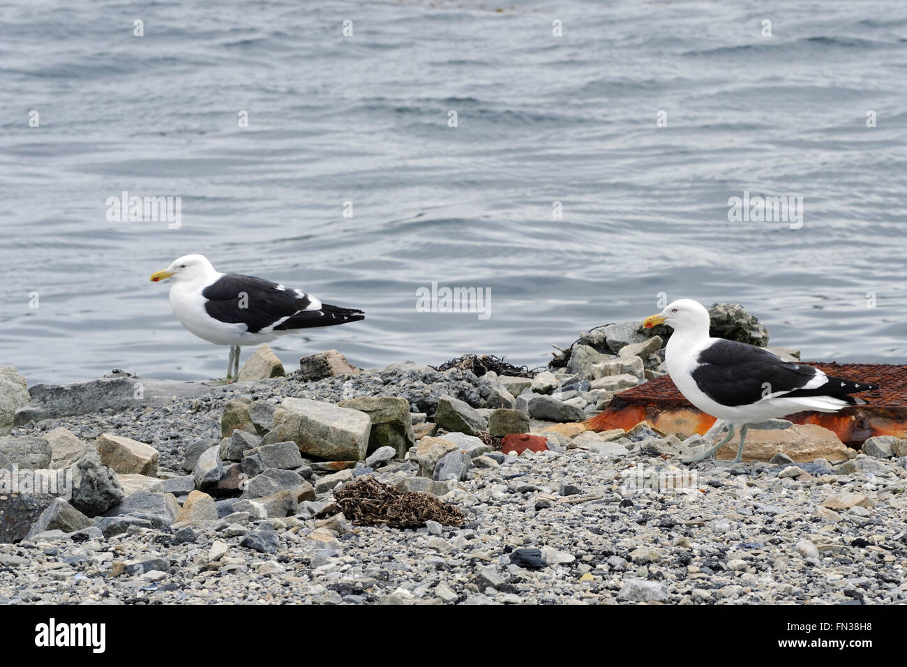 Kelp Gulls (Larus dominicanus) on the beach at Stanley.  Stanley, Falkland Islands. 15Feb16 Stock Photo