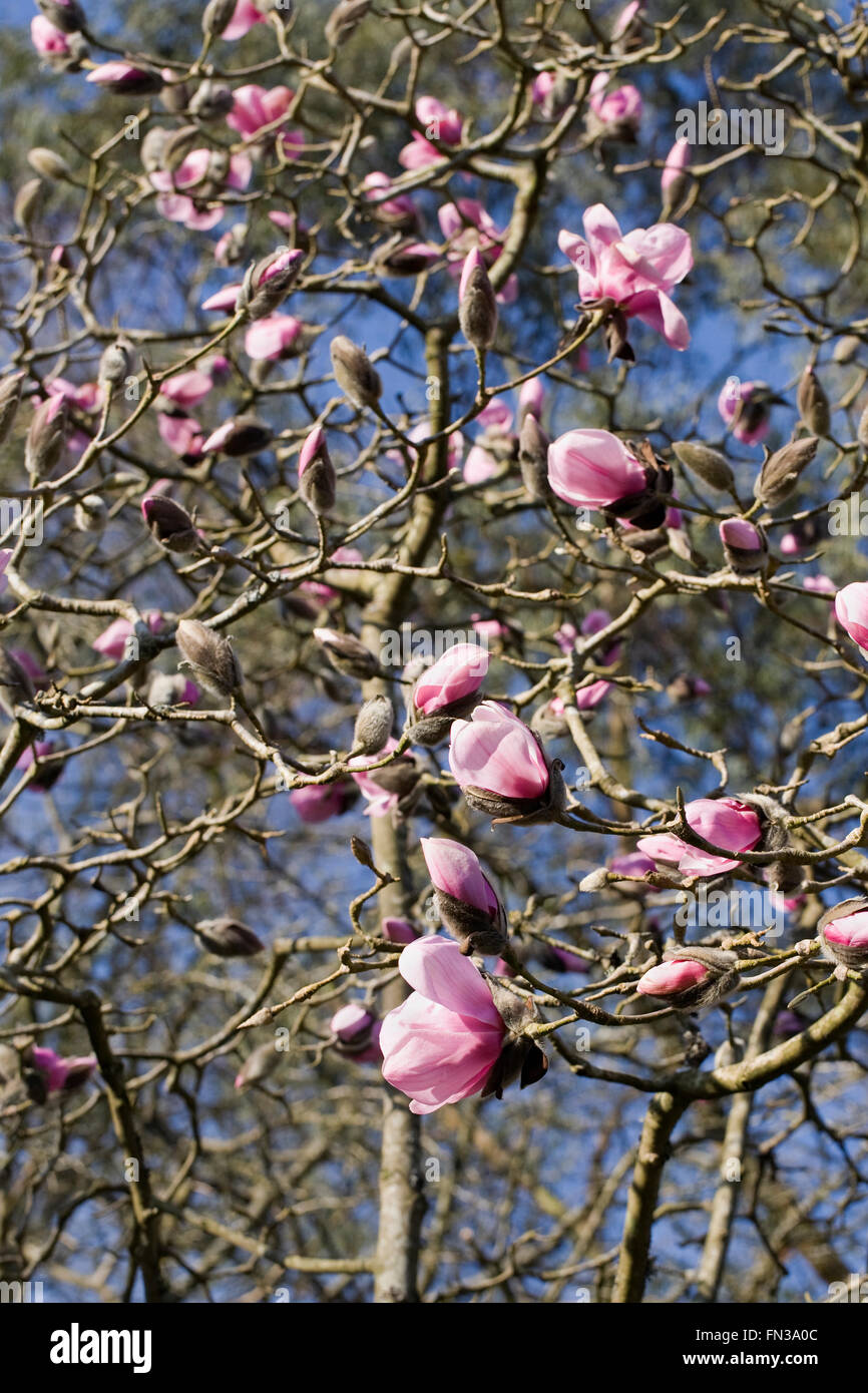 Magnolia 'Caerhays Belle' flowers. Stock Photo