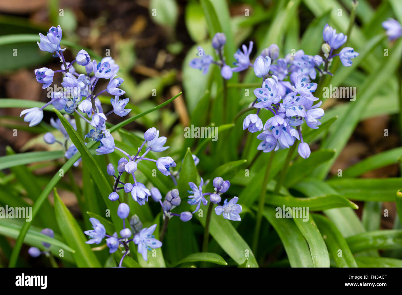 Early Spring flowers of the Turkish Squill bulb, Scilla bithynica, from coastal areas of the Black Sea Stock Photo
