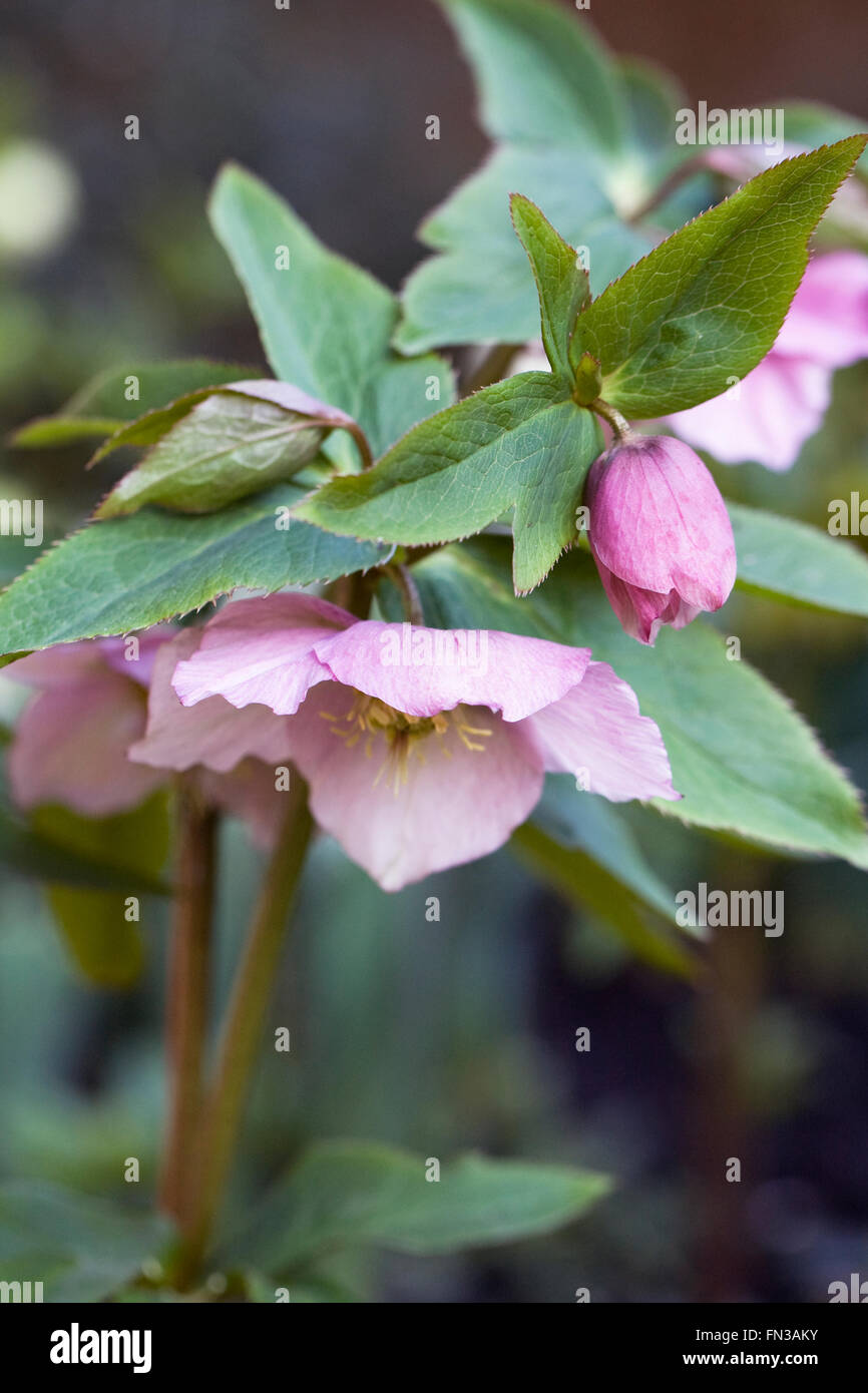 Hellebores flowering in the garden in late winter Stock Photo Alamy