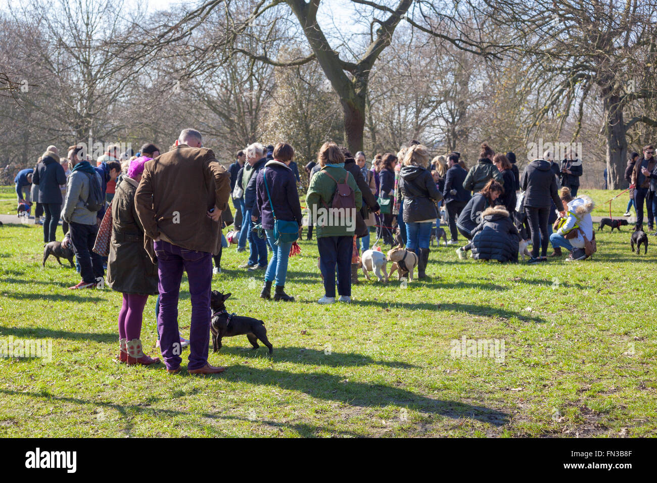 13th March 2016 - Meet-up and Walk of London French Bulldog owners in Regent's Park, London, UK Stock Photo
