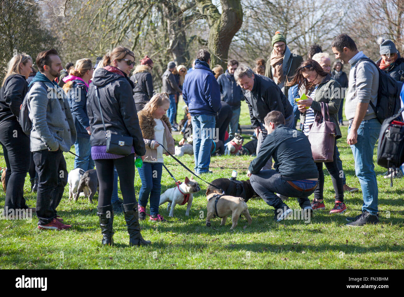 13th March 2016 - Meet-up and Walk of London French Bulldog owners in Regent's Park, London, UK Stock Photo