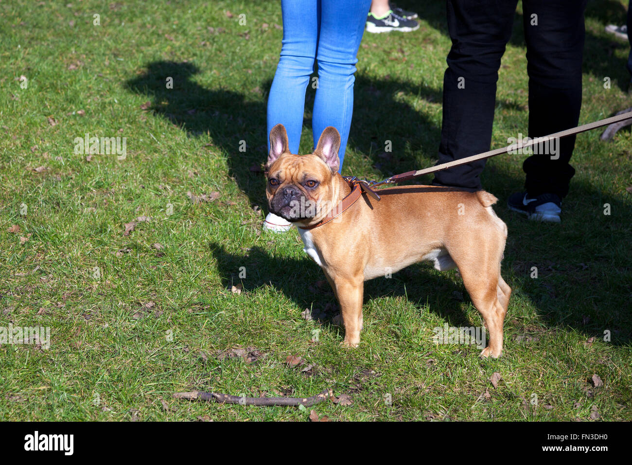 13th March 2016 - Meet-up and Walk of London French Bulldog owners in Regent's Park, London, UK Stock Photo