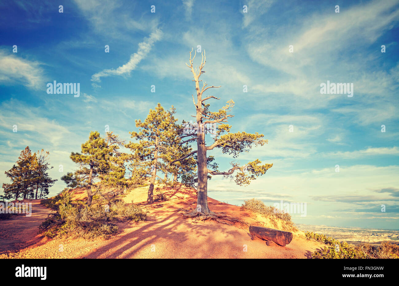 Vintage stylized wooden bench under a tree, Bryce Canyon National Park, USA. Stock Photo