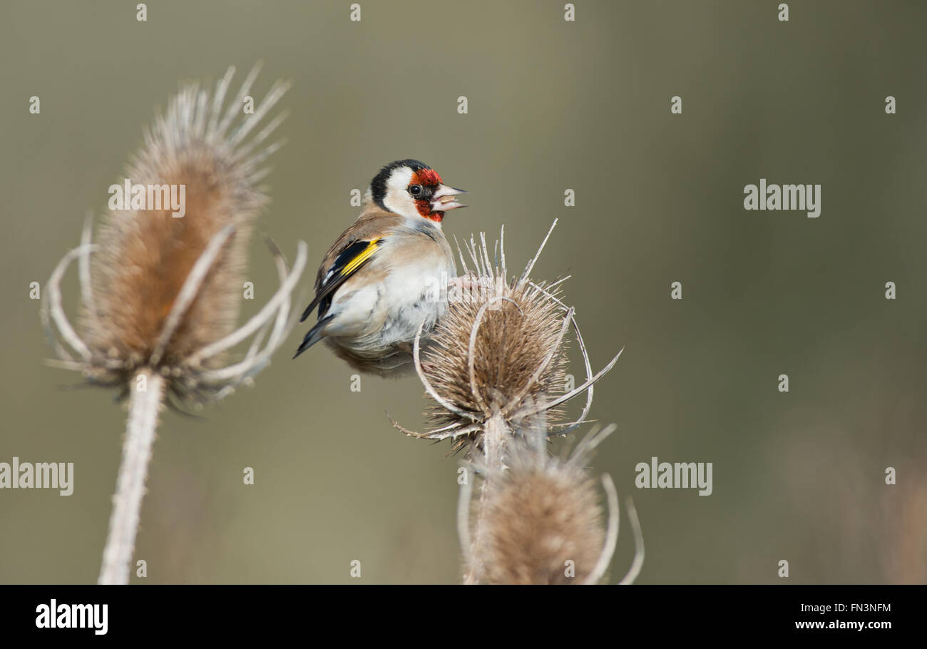 Goldfinch- Carduelis carduelis adult feeding  on seeds from Teasel-Dipsacus seedhead. Stock Photo