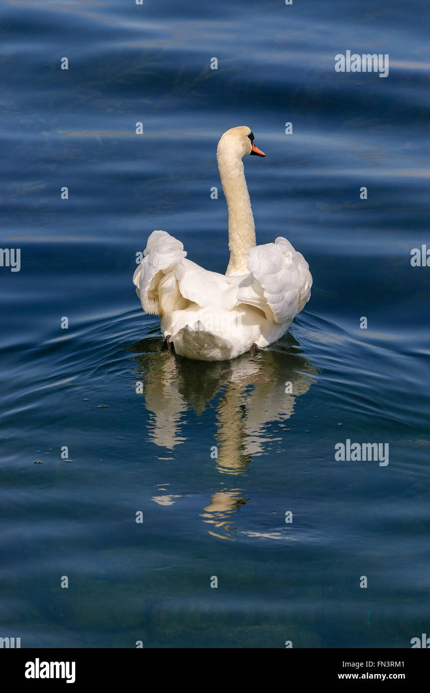 Swan, Lake Geneva, Switzerland, Europe Stock Photo - Alamy