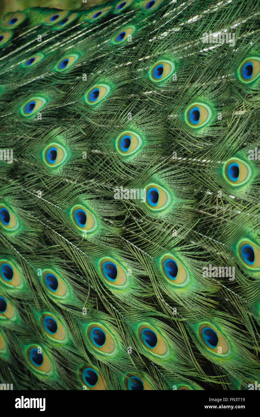 Common Peafowl, Indian Peacock (Pavo cristatus), male displaying patterned feathers Stock Photo