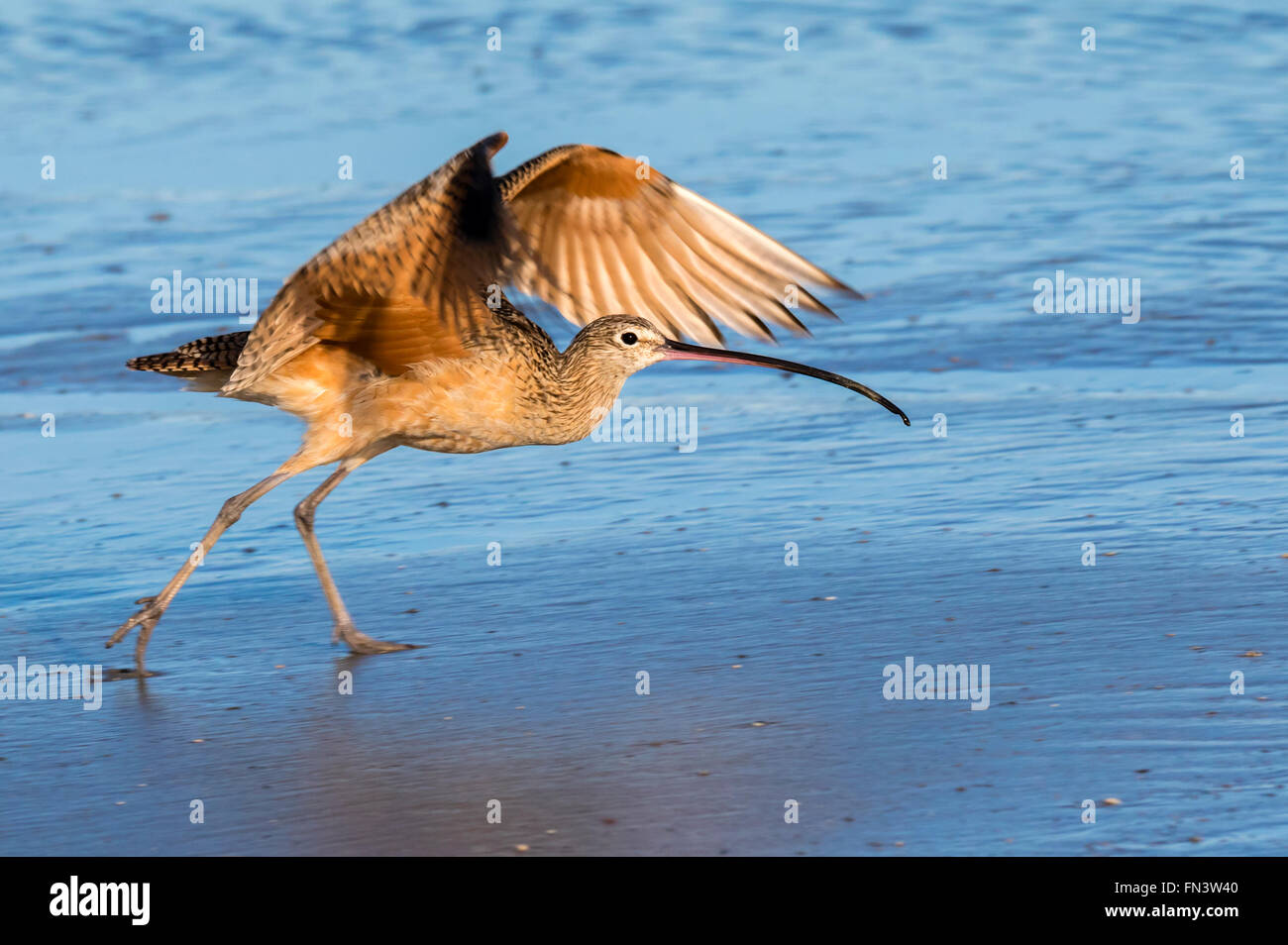 Long-billed curlew (Numenius americanus) taking off at the ocean coast, Galveston, Texas, USA. Stock Photo