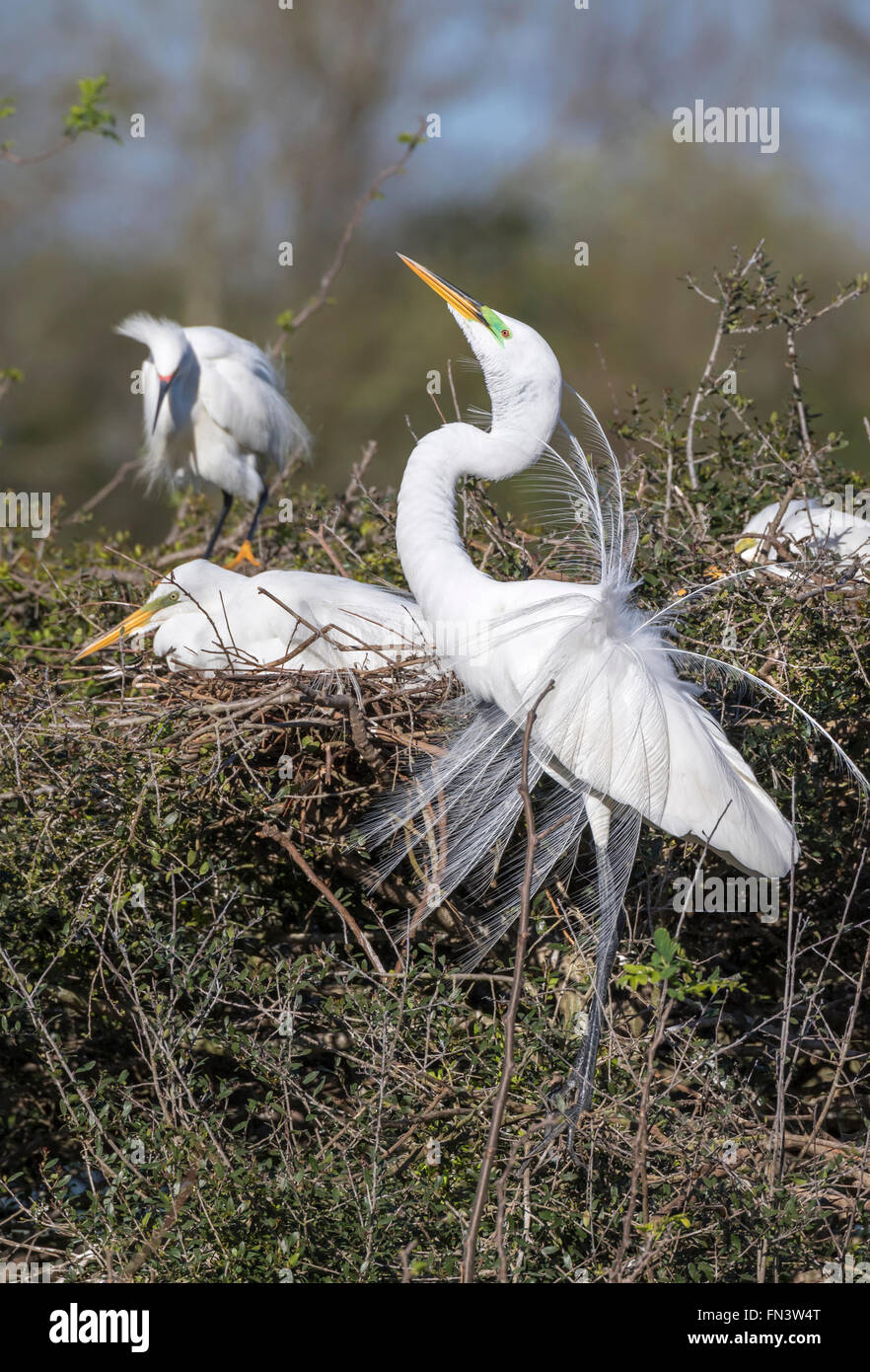 Great egret (Ardea alba) displaying the breeding plumage at rookery, High Island, Texas, USA