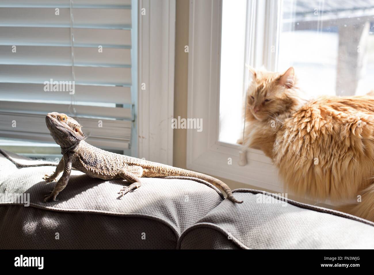 Bearded Dragon And Cat