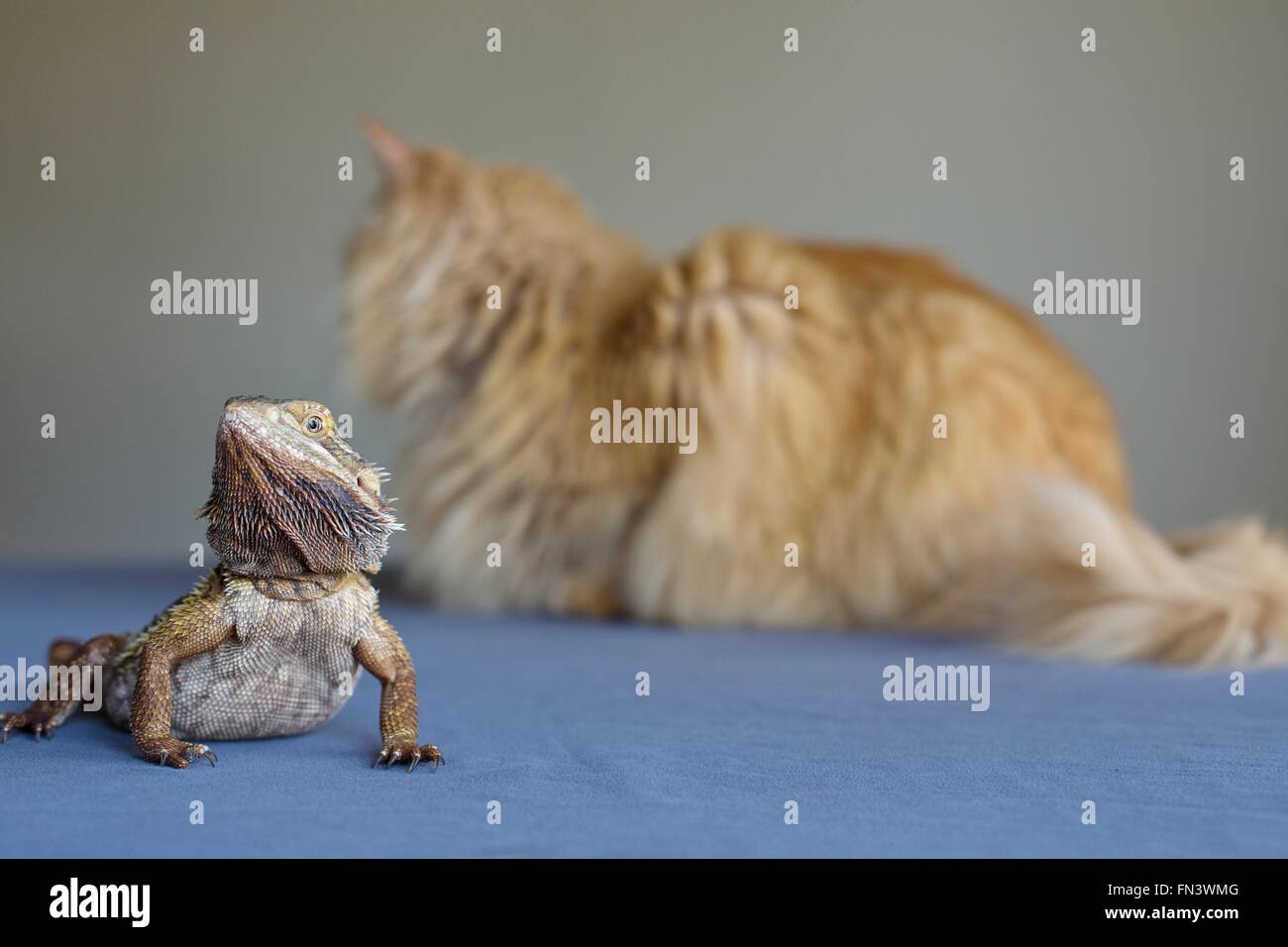 A bearded dragon hanging out next to a cat Stock Photo Alamy