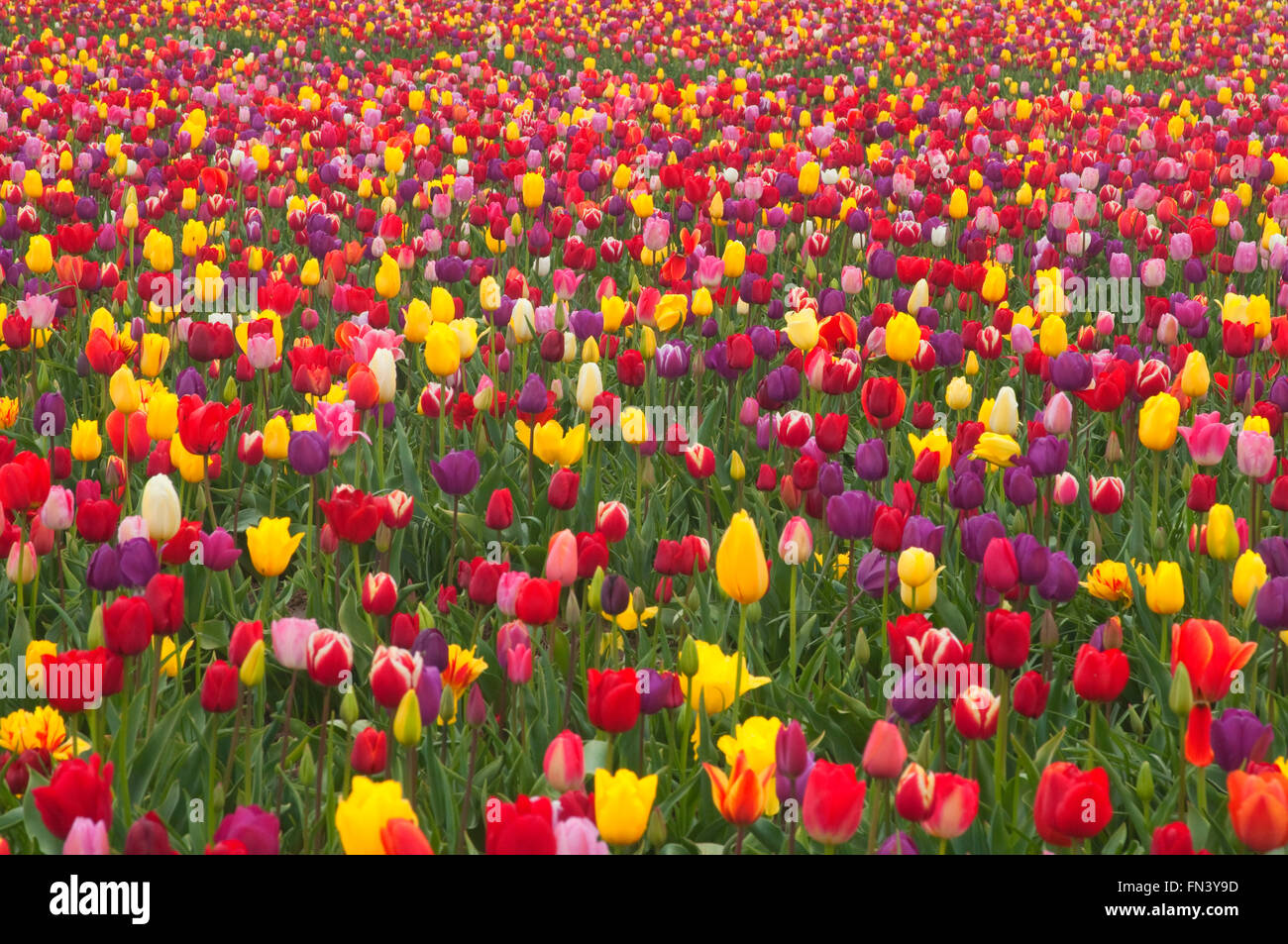 Tulip field, Wooden Shoe Bulb Co., Clackamas County, Oregon Stock Photo ...