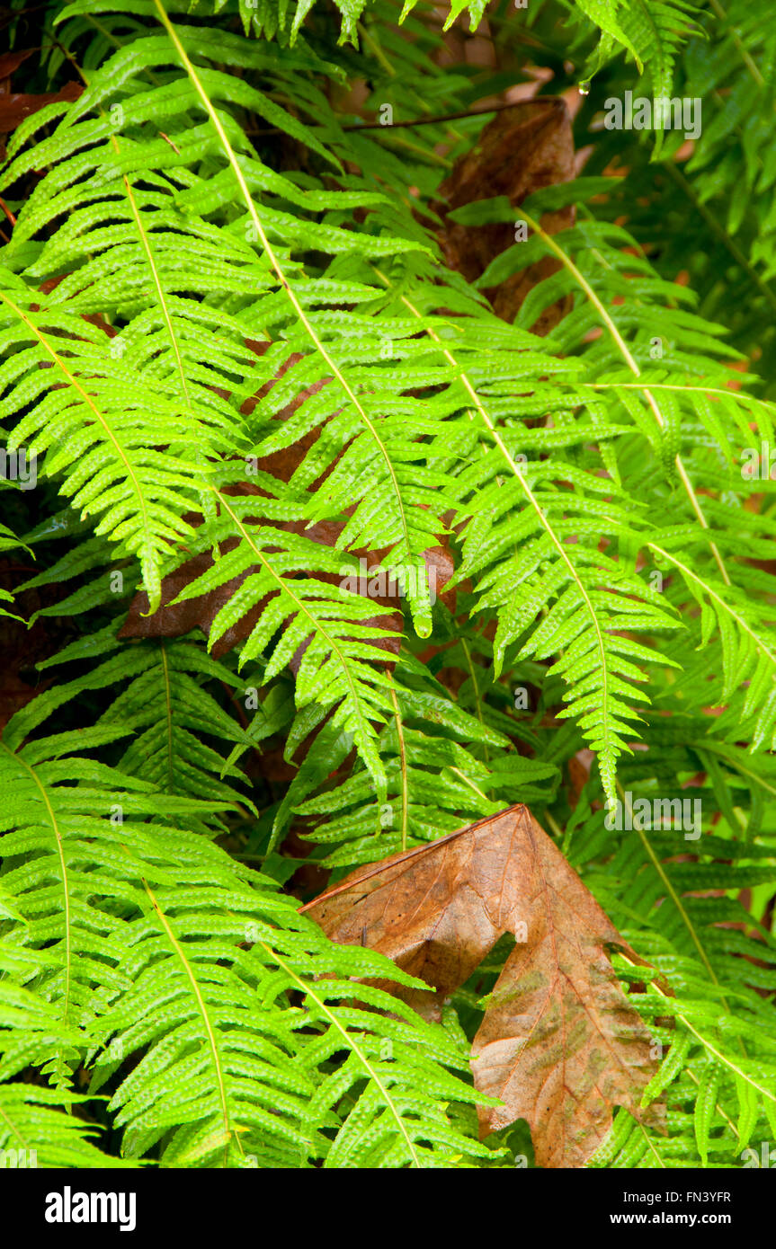 Licorice fern (Polypodium glycyrrhiza), Magness Memorial Tree Farm ...